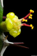 Image of Euphorbia classenii P. R. O. Bally & S. Carter
