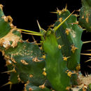 Image of Euphorbia clavigera N. E. Br.