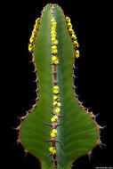Image of candelabra Tree