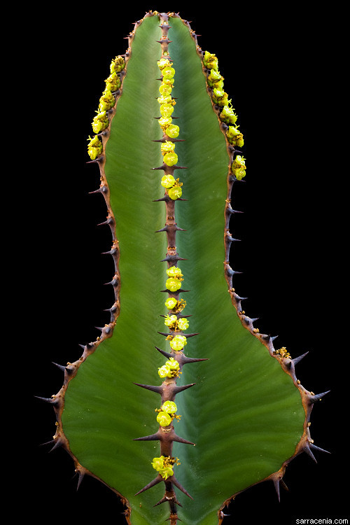 Image of candelabra Tree