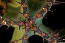 Image of candelabra Tree