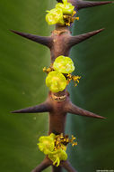 Image of candelabra Tree