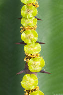 Image of candelabra Tree