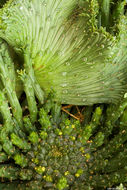 Image of <i>Euphorbia flanaganii</i> N. E. Br.