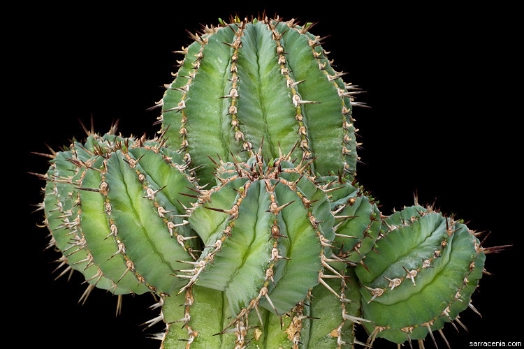 Image of Euphorbia fruticosa Forssk.