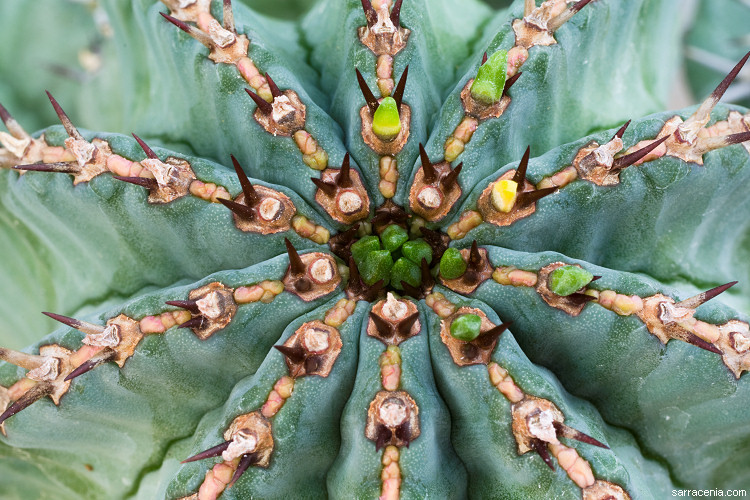 Image of Euphorbia fruticosa Forssk.