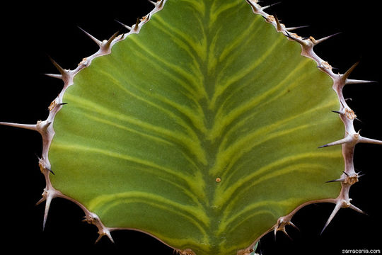 Image of Euphorbia grandialata R. A. Dyer