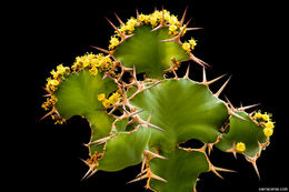 Euphorbia grandicornis Blanc resmi