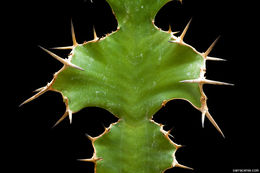 Image of Bigthorn Euphorbia