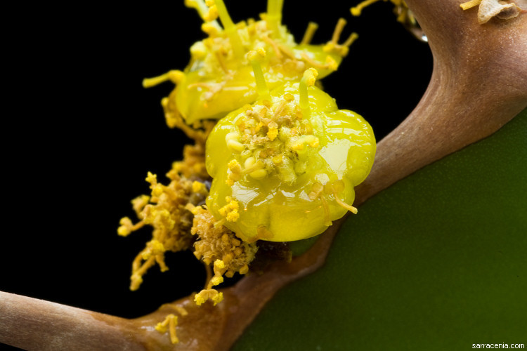 Image of Bigthorn Euphorbia