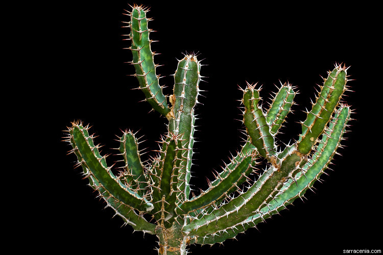 Image of Euphorbia griseola Pax