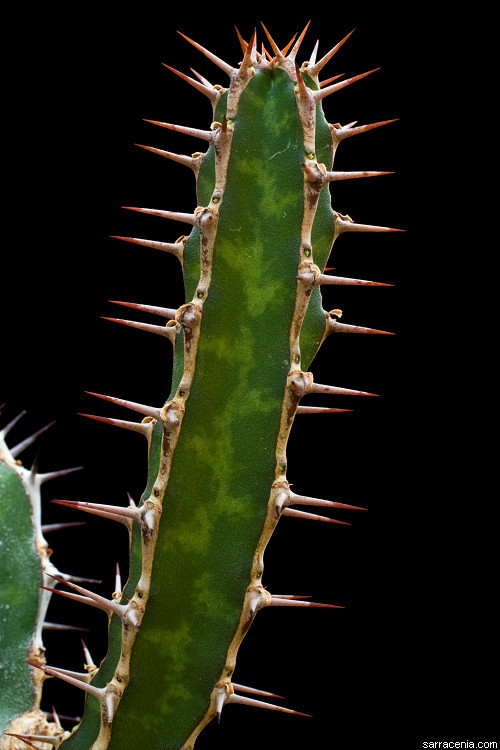 Image of Euphorbia griseola Pax