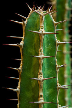 Image of <i>Euphorbia griseola</i> ssp. <i>mashonica</i>