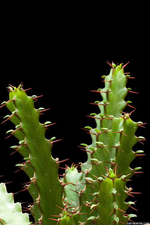 Image of Euphorbia jubata L. C. Leach