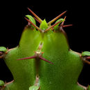 Image of Euphorbia jubata L. C. Leach