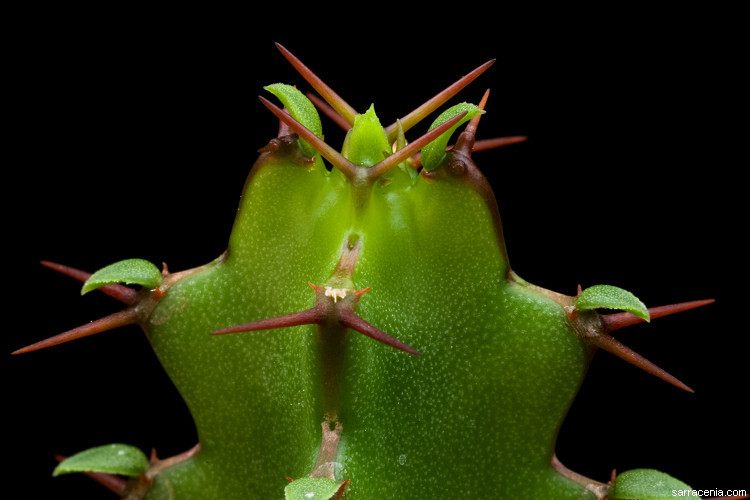 Image of Euphorbia jubata L. C. Leach