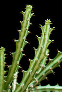 Sivun Euphorbia knuthii Pax kuva