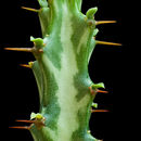 Sivun Euphorbia knuthii Pax kuva
