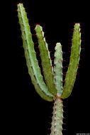 Image of Euphorbia malevola L. C. Leach