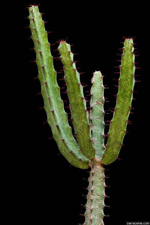 Euphorbia malevola L. C. Leach resmi