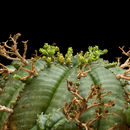 Image of Euphorbia meloformis Aiton