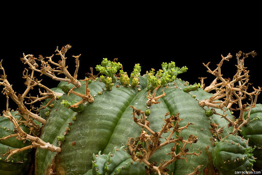 Image of Euphorbia meloformis Aiton