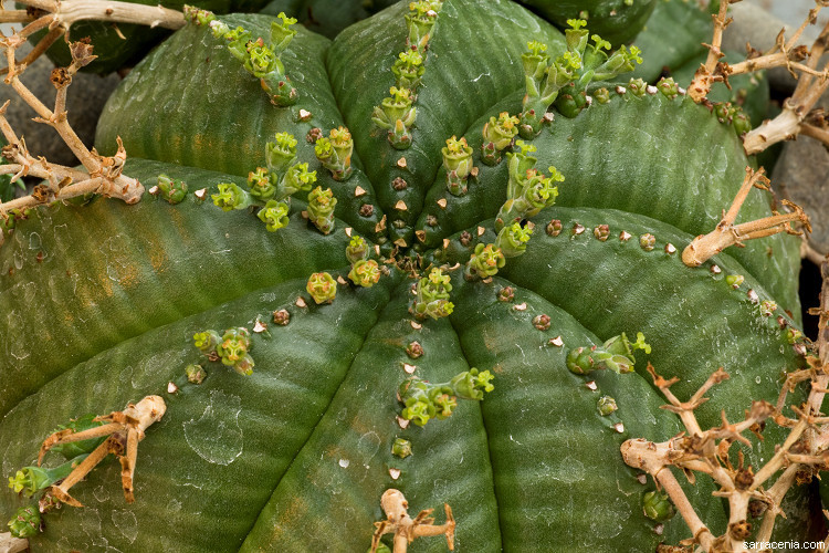 Слика од Euphorbia meloformis Aiton