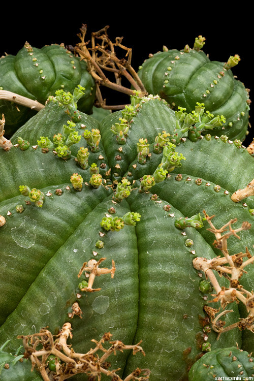 Слика од Euphorbia meloformis Aiton