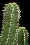 Euphorbia officinarum L. resmi