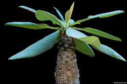 Image of Euphorbia pachypodioides Boiteau