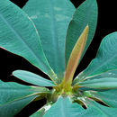 Euphorbia pachypodioides Boiteau resmi