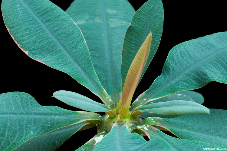 Image of Euphorbia pachypodioides Boiteau