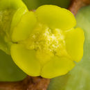 Image of Euphorbia pseudocactus A. Berger