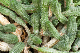 Sivun Euphorbia pseudoglobosa Marloth kuva