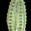 Image of Euphorbia pseudoglobosa Marloth