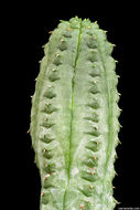 Sivun Euphorbia pseudoglobosa Marloth kuva