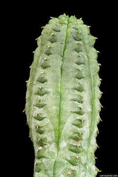 Image of Euphorbia pseudoglobosa Marloth