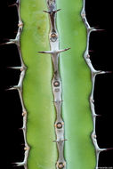 Image of Euphorbia stapfii A. Berger
