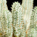 Image of <i>Euphorbia tuberculata</i>