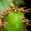 Image of Euphorbia vandermerwei R. A. Dyer