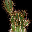 Plancia ëd Euphorbia virosa Willd.