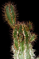 Image of Euphorbia virosa Willd.