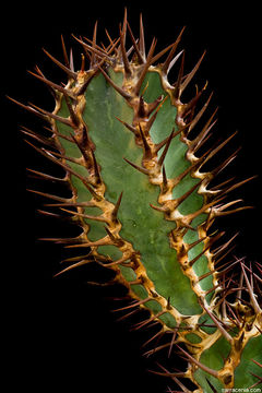 Image of Euphorbia virosa Willd.