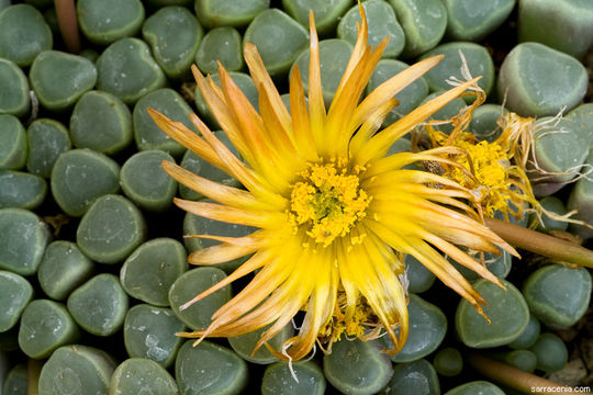 Imagem de Fenestraria rhopalophylla subsp. aurantiaca (N. E. Br.) H. E. K. Hartm.