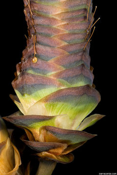 Image of Welwitschia mirabilis Hook. fil.