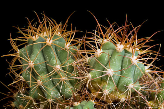 Image de Ferocactus diguetii (F. A. C. Weber) Britton & Rose