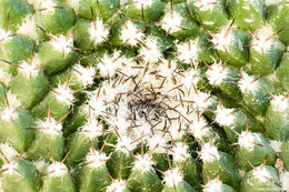 Image of Mammillaria carnea Zucc. ex Pfeiff.