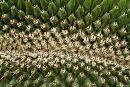 Image of Mammillaria carnea Zucc. ex Pfeiff.