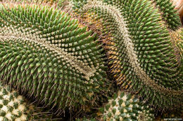 Image of Mammillaria carnea Zucc. ex Pfeiff.