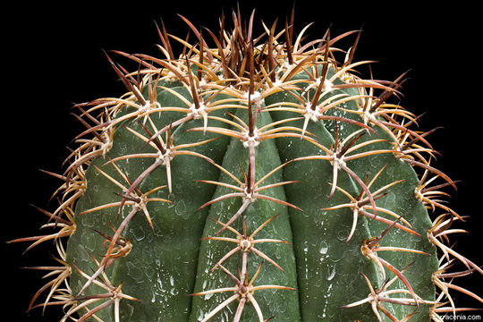 Image of Melocactus violaceus subsp. margaritaceus N. P. Taylor